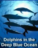 Дельфины в океанской синеве