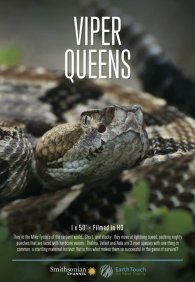 Королевы гадюк